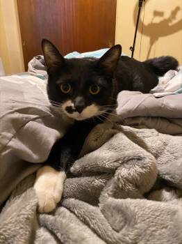 Domestic Short Hair Cats Available for Adoption - MILO | PetCurious