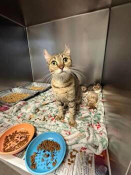 Canyata -  Scottish Fold Cat for Adoption in Sorrento, Louisiana - Canyata | PetCurious