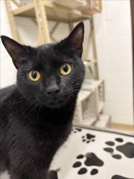 CRAB STICK -  Domestic Short Hair Cat for Adoption in Derwood, Maryland - CRAB STICK | PetCurious