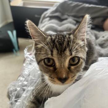 Pookie -  Domestic Short Hair Cat for Adoption in Potomac, Maryland - Pookie | PetCurious