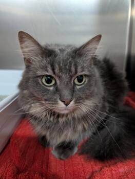 Rescue Domestic Medium Hair Cats for Adoption in Reisterstown, Maryland - Beatrix | PetCurious