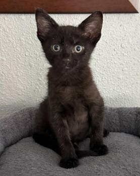Rhonda -  Domestic Medium Hair Cat for Adoption in Magnolia, Texas - Rhonda | PetCurious