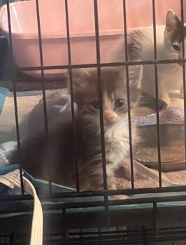 Rescue Domestic Short Hair Cats for Adoption in Edgewood, Florida - Maple | PetCurious