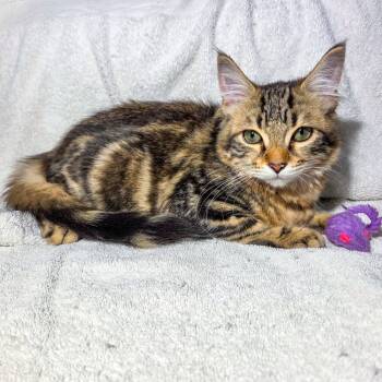 Rescue Domestic Long Hair Cats for Adoption in San Diego, California - Sage | PetCurious