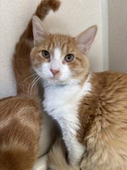 Kane - I AM AT PetSmart Northborough -  Domestic Medium Hair and Domestic Short Hair Cat for Adoption in East Brookfield, Massachusetts - Kane - I AM AT PetSmart Northborough | PetCurious