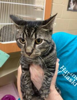 Theodore -  Domestic Short Hair Cat for Adoption in Little Rock, Arkansas - Theodore | PetCurious