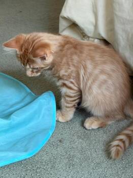 Fizz -  Domestic Short Hair Cat for Adoption in Oceanside, California - Fizz | PetCurious