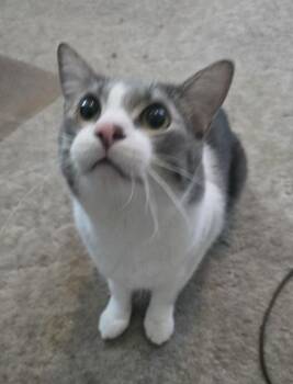 SIMBA -  Domestic Short Hair Cat for Adoption in Broomfield, Colorado - SIMBA | PetCurious