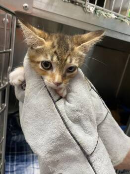 Capricorn - At shy -  Domestic Short Hair Cat for Adoption in Rustburg, Virginia - Capricorn - At Shy | PetCurious
