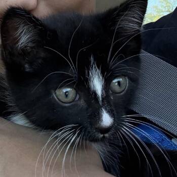 Flower -  Domestic Short Hair Cat for Adoption in Mount Laurel Township, New Jersey - Flower | PetCurious