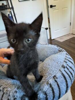 Spatula -  Domestic Short Hair Cat for Adoption in Oak Park, Michigan - Spatula | PetCurious