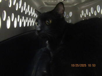 Rescue Domestic Short Hair Cats for Adoption in Marietta, Georgia - (631) | PetCurious