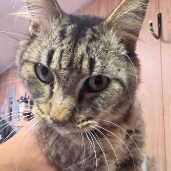 Sir Thomas -  Domestic Medium Hair Cat for Adoption in Leander, Texas - Sir Thomas | PetCurious