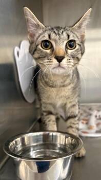 Neddie -  Domestic Short Hair Cat for Adoption in Clarksville, Tennessee - Neddie | PetCurious