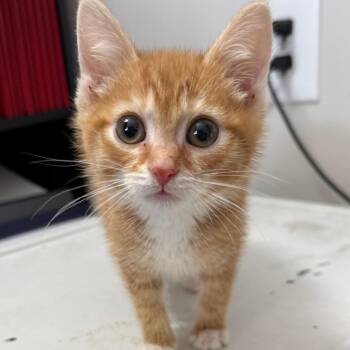 Armor Vendor -  Domestic Short Hair Cat for Adoption in Fredericksburg, Virginia - Armor Vendor | PetCurious