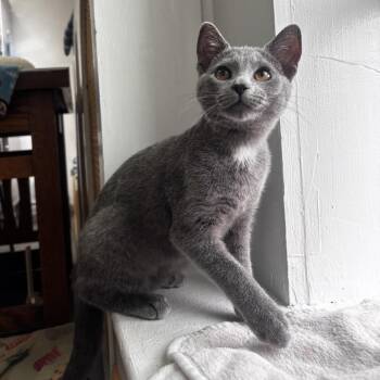 NCI5611 Mia -  Domestic Short Hair Cat for Adoption in Port Washington, New York - NCI5611 Mia | PetCurious