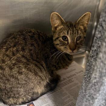 Domestic Short Hair Cats Available for Adoption - Hemlock | PetCurious