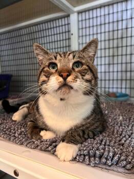 Hobbes -  Domestic Short Hair Cat for Adoption in Burnaby, British Columbia - Hobbes | PetCurious