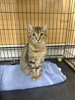 Achillies -  Domestic Short Hair Cat for Adoption in Pleasantville, New Jersey - Achillies | PetCurious