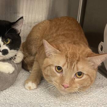 Domestic Short Hair Cats Available for Adoption in Port Charlotte, Florida - Absolem | PetCurious