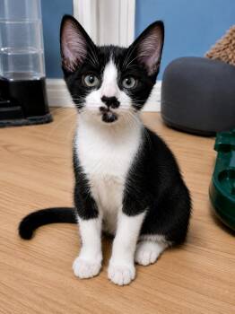 Aizen -  Domestic Short Hair Cat for Adoption in Deltona, Florida - Aizen | PetCurious