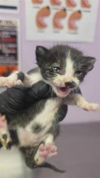 61212427 -  Domestic Short Hair Cat for Adoption in El Paso, Texas - 61212427 | PetCurious