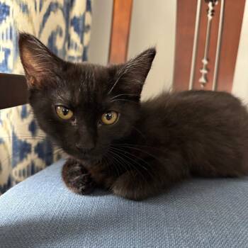 Dahlia -  Domestic Short Hair Cat for Adoption in Fairfax Station, Virginia - Dahlia | PetCurious