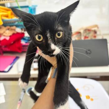 Spring -  Domestic Short Hair Cat for Adoption in Corpus Christi, Texas - Spring | PetCurious