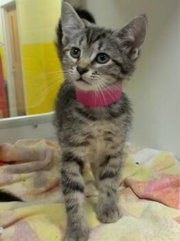 MOANA -  Domestic Short Hair Cat for Adoption - MOANA | PetCurious