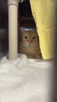 Masha -  Domestic Short Hair Cat for Adoption in Montreal, Quebec - Masha | PetCurious