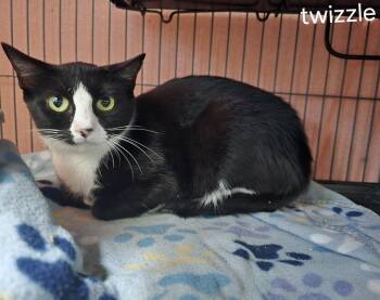 Rescue Domestic Short Hair Cats for Adoption in Dickson, Tennessee - Twizzle | PetCurious