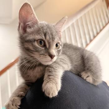 Galileo - Handsome & Spirited Light Gray Tabby -  Domestic Short Hair Cat for Adoption - Galileo - Handsome & Spirited Light Gray Tabby | PetCurious