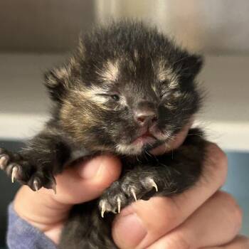 Domestic Short Hair Cats Available for Adoption in Saint Joseph, Missouri - Hot Cherry | PetCurious