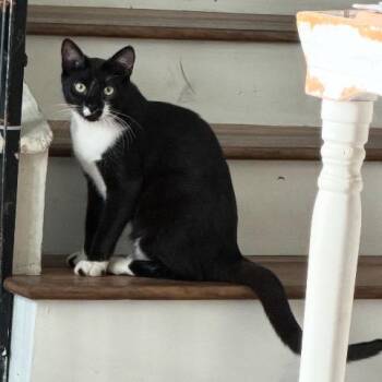 Domestic Short Hair Cats Available for Adoption in Long Beach, California - Beau | PetCurious