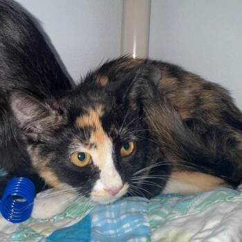 Shirley -  Domestic Short Hair Cat for Adoption in Ojai, California - Shirley | PetCurious