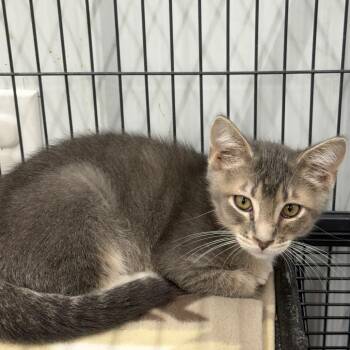 Bug -  Domestic Short Hair Cat for Adoption in Richmond, Missouri - Bug | PetCurious