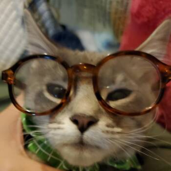 Crackle -  American Shorthair Cat for Adoption in Freeport, Florida - Crackle | PetCurious