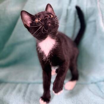 Peach -  Domestic Short Hair Cat for Adoption in Columbus, Georgia - Peach | PetCurious