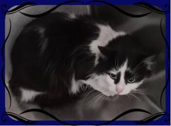 Domestic Short Hair Cats Available for Adoption - Rokky | PetCurious