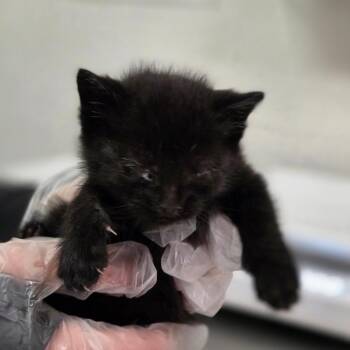 CM Punk -  Domestic Short Hair Cat Available for Adoption in Charleston, West Virginia - CM Punk | PetCurious