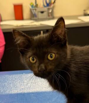 Zach -  Domestic Short Hair Cat for Adoption in Yankton, South Dakota - Zach | PetCurious