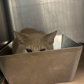 Sunbeam -  Domestic Short Hair Cat for Adoption in Lake Jackson, Texas - Sunbeam | PetCurious