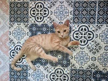 Tippy -  Domestic Short Hair Cat for Adoption in Buford, Georgia - Tippy | PetCurious