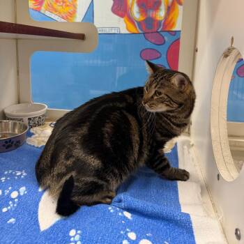 Walter -  Domestic Short Hair Cat for Adoption in Cheyenne, Wyoming - Walter | PetCurious