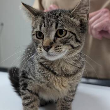 Percy -  Domestic Short Hair Cat for Adoption in Canton, Illinois - Percy | PetCurious