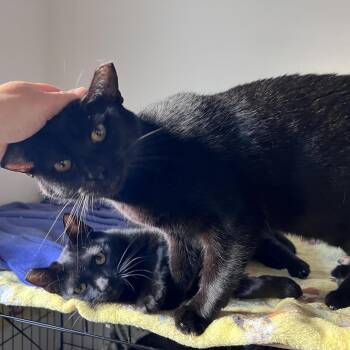 Mavis -  Domestic Short Hair Cat for Adoption in Vallejo, California - Mavis | PetCurious