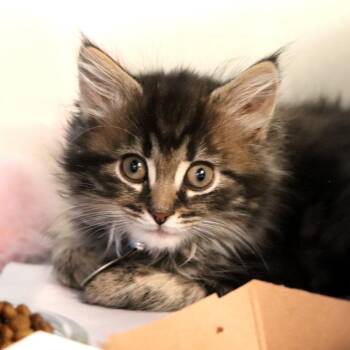 Domestic Short Hair Cats Available for Adoption in Port Washington, New York - Stack | PetCurious