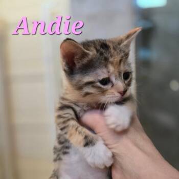 American Shorthair Cats Available for Adoption - Andie | PetCurious