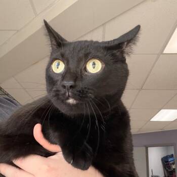 Guava -  Domestic Short Hair and Mixed Breed Cat for Adoption in Indianapolis, Indiana - Guava | PetCurious