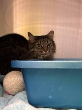 Barn Cat Merry -  Domestic Long Hair and Domestic Short Hair Cat for Adoption in Longmont, Colorado - Barn Cat Merry | PetCurious